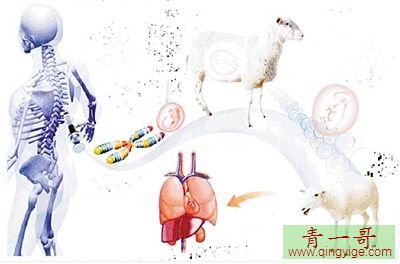 科学揭秘羊脸人身 还真是很惊讶原来羊也是可以面部识别的