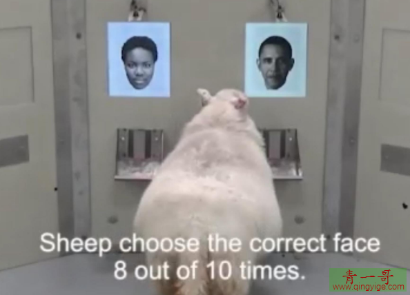 科学揭秘羊脸人身 还真是很惊讶原来羊也是可以面部识别的
