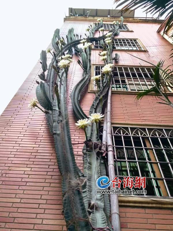 奇! 厦门湖里后坑社一株仙人掌长到五楼高!